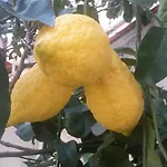 펜션 Sul Mare 카포바티카노