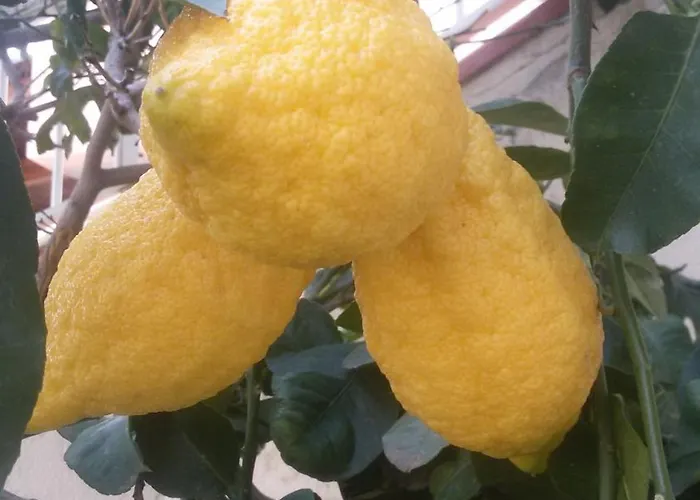 Casa vacanze Sul Mare Capo Vaticano