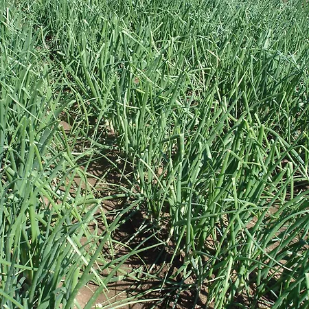 Sul Mare Capo Vaticano