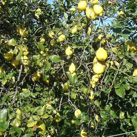 Sul Mare Capo Vaticano