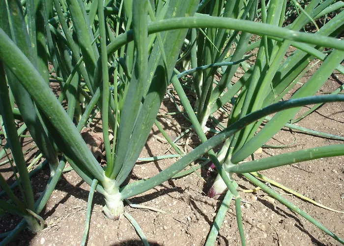 Holiday home Sul Mare *