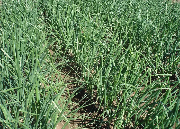 Sul Mare Capo Vaticano